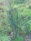 Orobinec irokolist (Typha latifolia)