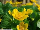 Blatouch bahenn (Caltha palustris)