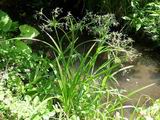 Skpina lesn (Scirpus silvaticus)