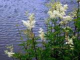 Tuebnk jilmov (Filipendula ulmaria)